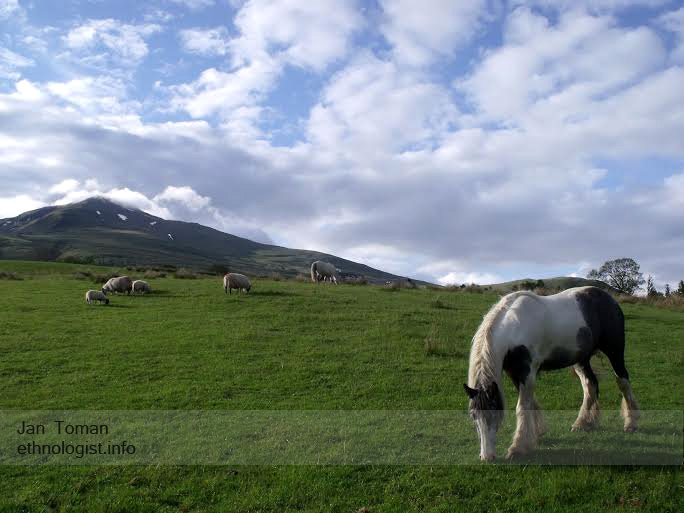 The animals of Tombreck farms with mountain of Ben Lawer. Photo: Jan Toman