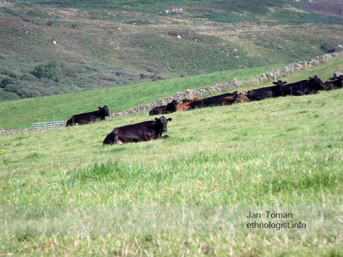 The resting cows in meadow of Campbeltown. Photo: Jan Toman