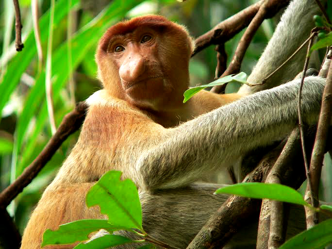Proboscis monkey, Photo: Petr Colas