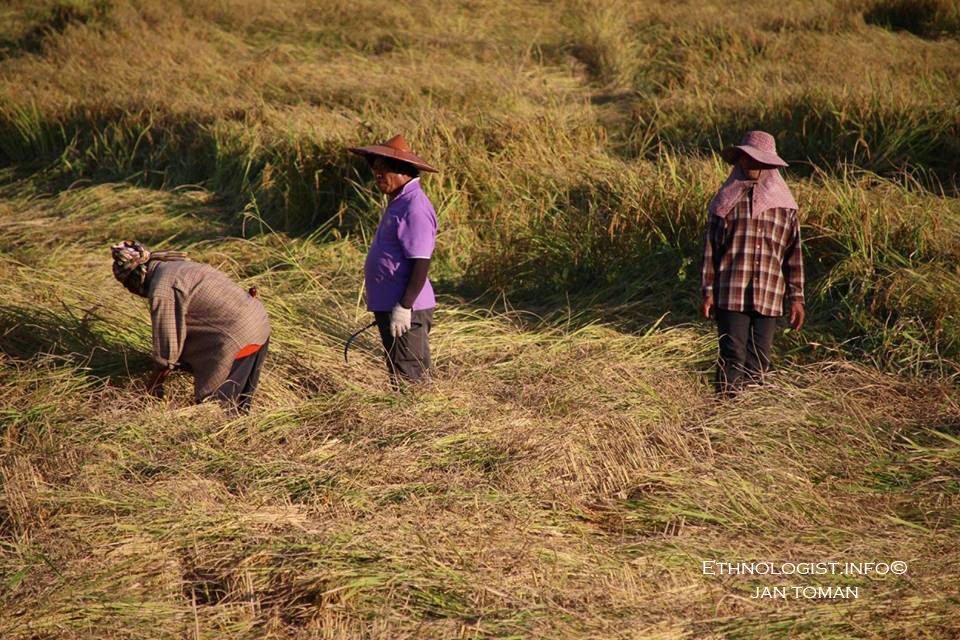 Rýžové pole v Pai v Thajsku. Foto: Jan Toman, 2018.