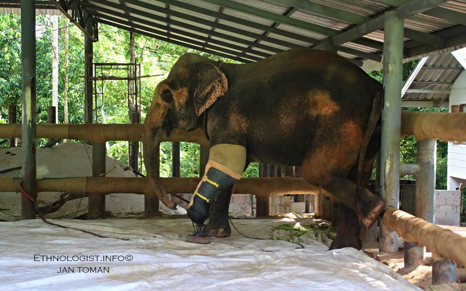 Slonice s protézou ve Sloní nemocnici v Thajsku. Foto: Jan Toman