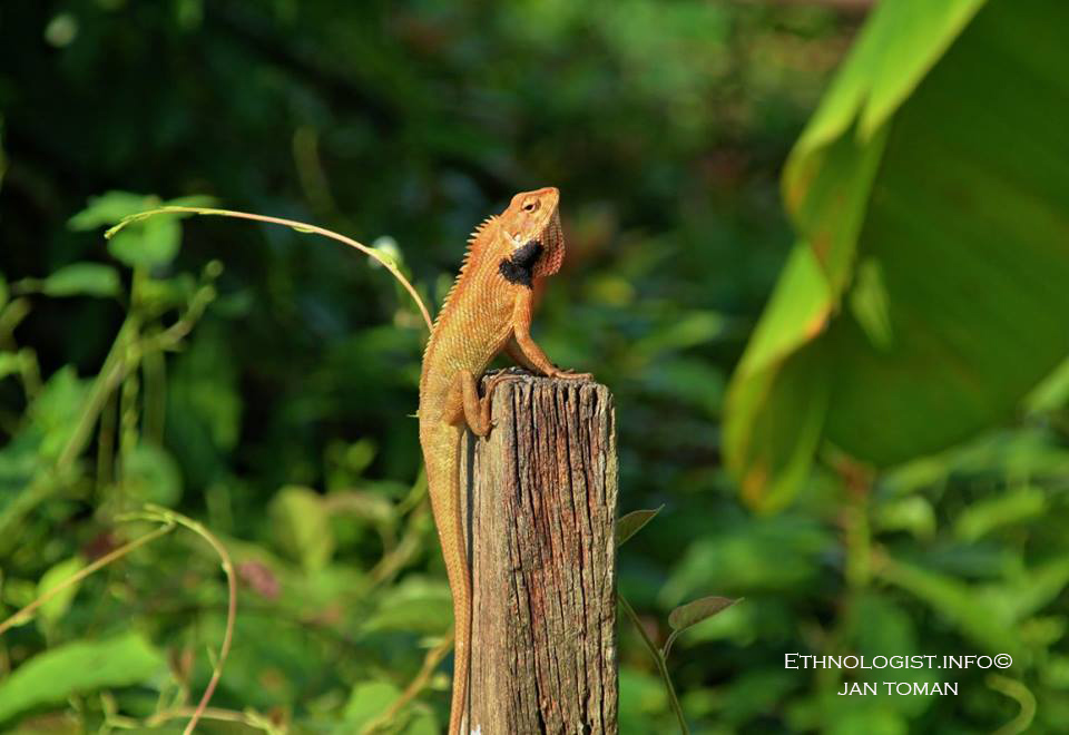 Chameleon na ekologické farmě v Malajsii. Foto: Jan Toman